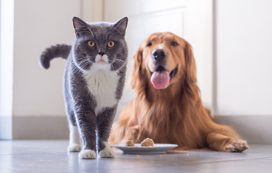 shorthair grey and white cat and Golden Retriever with a plate of food on floor and crumbs
