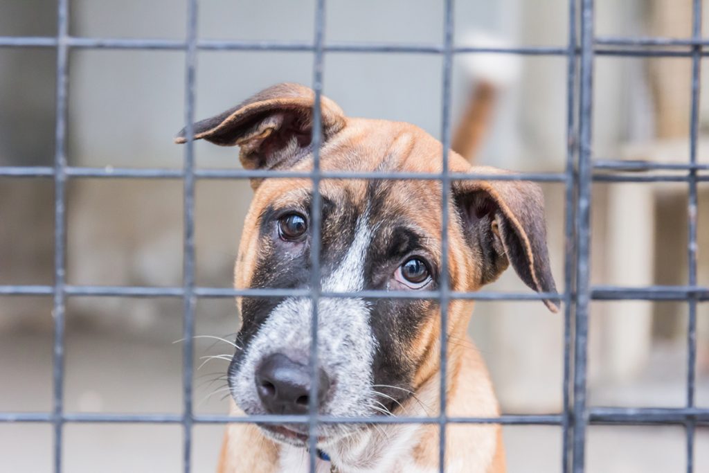 8501 - Animal Law and How It Affects All Life